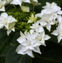 Hydrangea serrata 'Tokyo Star'