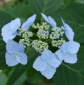 Hydrangea serrata var. yezoensis