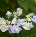 Hydrangea serrata 'Yae no Amacha'