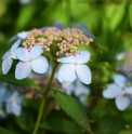 Hydrangea serrata 'Yasaku'