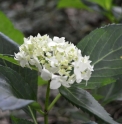 Hydrangea serrata x macrophylla 'Warabe'