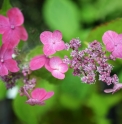 Hydrangea serrata 'Shikoubai'