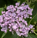 Hydrangea macrophylla 'Uzu Ajisai' (=Ayesha)