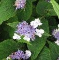 Hydrangea involucrata CMBJP1967