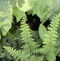 Hypolepis millefolium