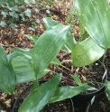 Aspidistra sp. CBCH344