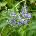 Scutellaria incana 