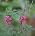 Indigofera aff.pseudotinctoria CMBJP1972