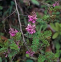 Indigofera heterantha