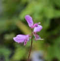 Indigofera himalayensis