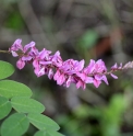 Indigofera howellii