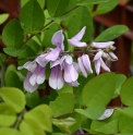 Indigofera kirilowii