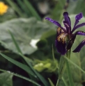Iris aff. chrysographes KR3739