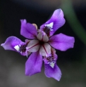Iris dichotoma