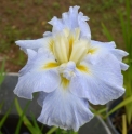 Iris ensata 'Bewitching Twilight'