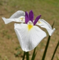 Iris ensata 'Chiyo no Haru'