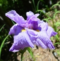 Iris ensata 'Fujino Kasane'