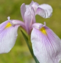 Iris ensata 'Rose Queen'