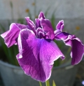 Iris ensata 'Gin No Hana'