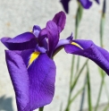 Iris ensata CV2 aff. 'Loyalty'