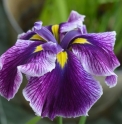 Iris ensata 'Hotaru No Yado'