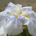 Iris ensata 'Ike no Sazanami'