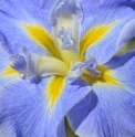 Iris ensata 'Sing the Blues'