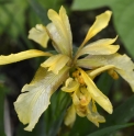 Iris foetidissima 'Citrina'
