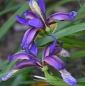 Iris graminea