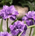 Iris sibirica 'Imperial Opal'