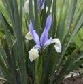 Iris lactea