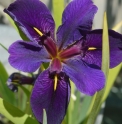 Iris louisiana 'Black Gamecock'