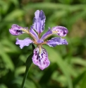 Iris milesii