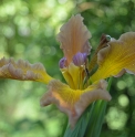 Iris spuria 'Honey Mocha Lotta'