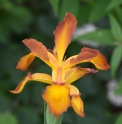 Iris spuria 'Missouri Autumn'