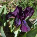 Iris taochia