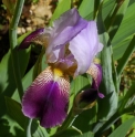 Iris trojana