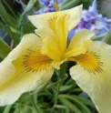 Iris x pseudata 'Kimboshi'