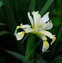 Iris spuria subsp. halophila