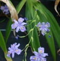 Iris confusa 'Martyn Rix'