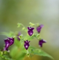 Isodon japonicus 'Arabana'