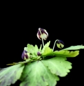 Isopyrum nipponicum