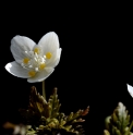 Isopyrum stoloniferum