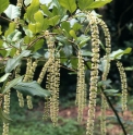 Itea ilicifolia