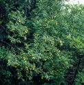 Jasminum humile var.wallichianum