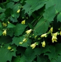 Kirengeshoma koreana
