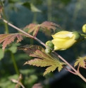 Kirengeshoma palmata