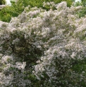 Kolkwitzia amabilis