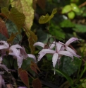 Epimedium leptorrhizum