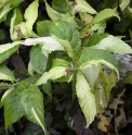 Leucosceptrum japonicum 'Mountain Madness'